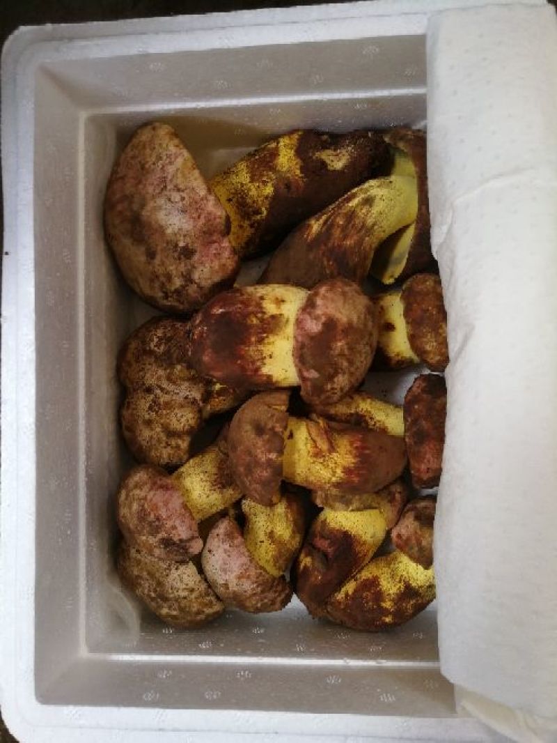 野生菌二级