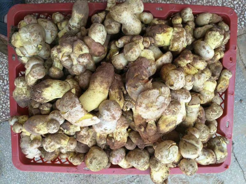 野生菌二级