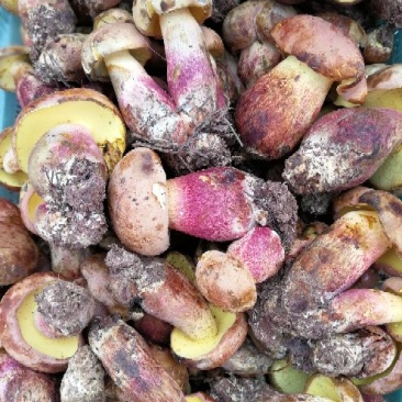 野生菌二级