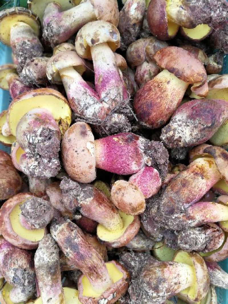 野生菌二级