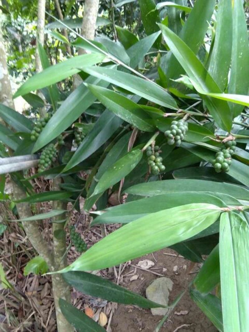益智仁