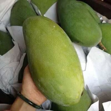 大青芒10两以上