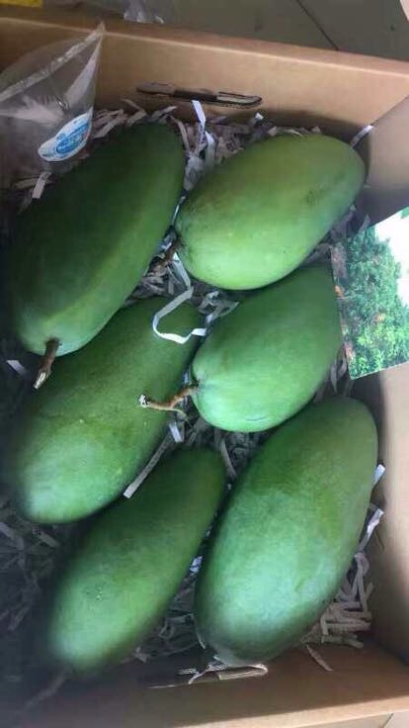 大青芒10两以上