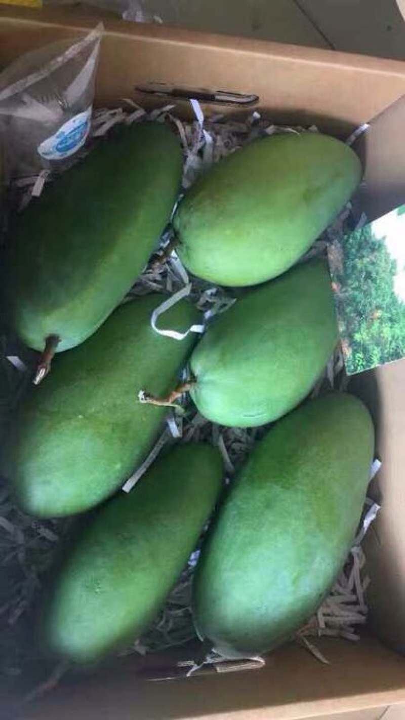 大青芒10两以上
