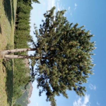 造型松14公分