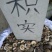 无硫枳实新货中药材批发零售各种规格
