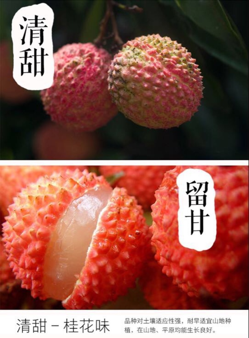 荔枝