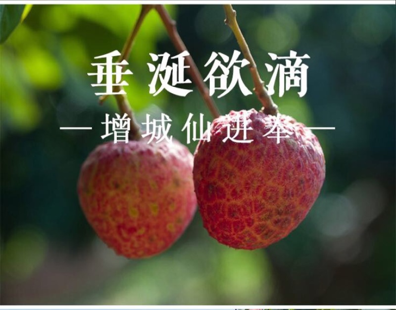 荔枝