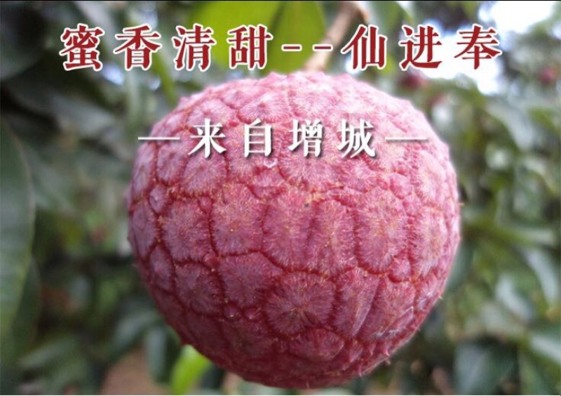 荔枝