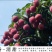 荔枝