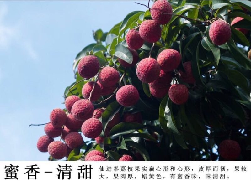 荔枝
