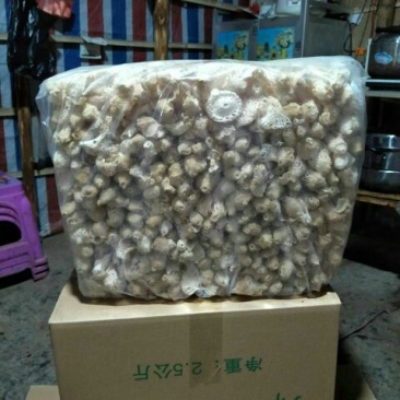 短裙竹荪一级