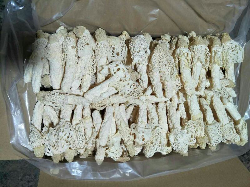 短裙竹荪一级