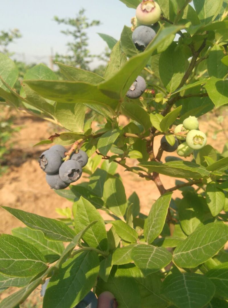 北高丛蓝莓鲜果8~10mm以上