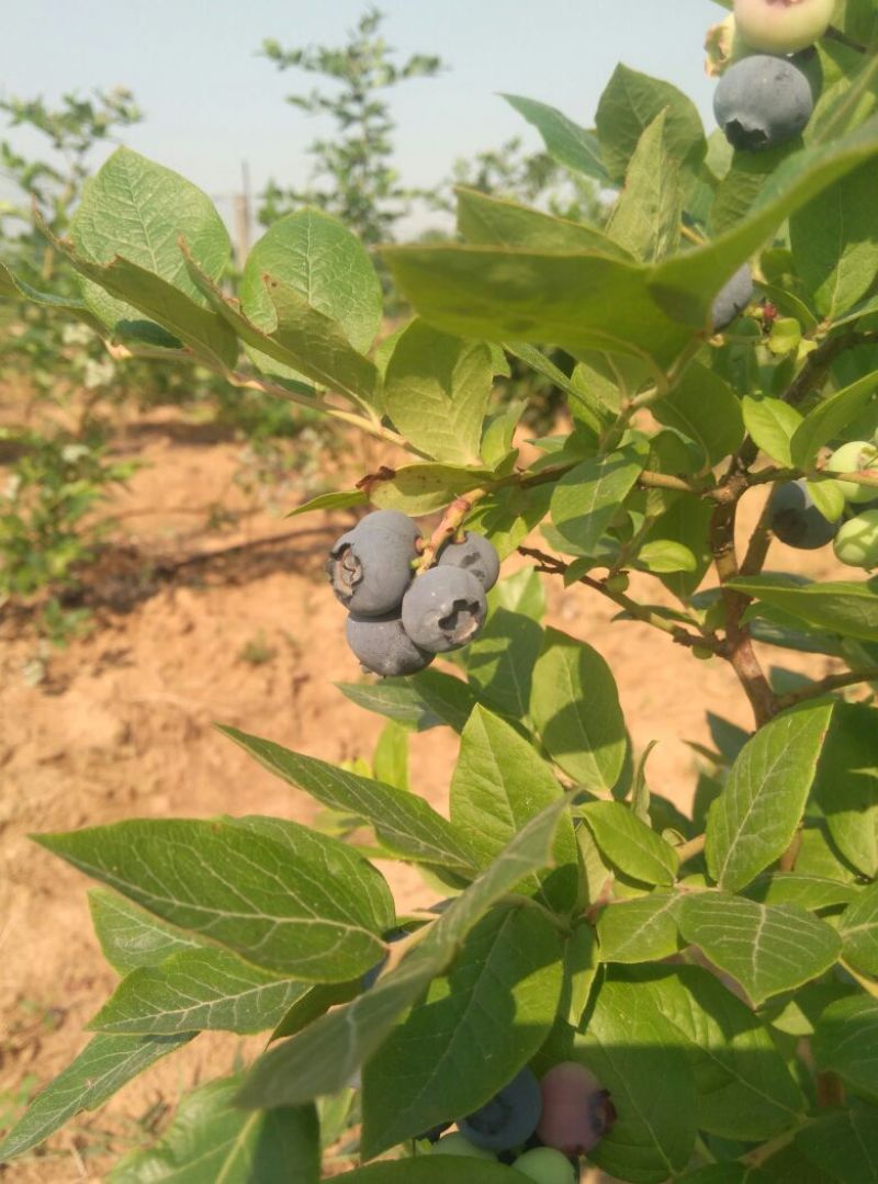 北高丛蓝莓鲜果8~10mm以上