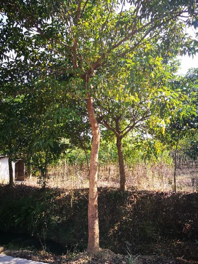 秋枫261~300cm