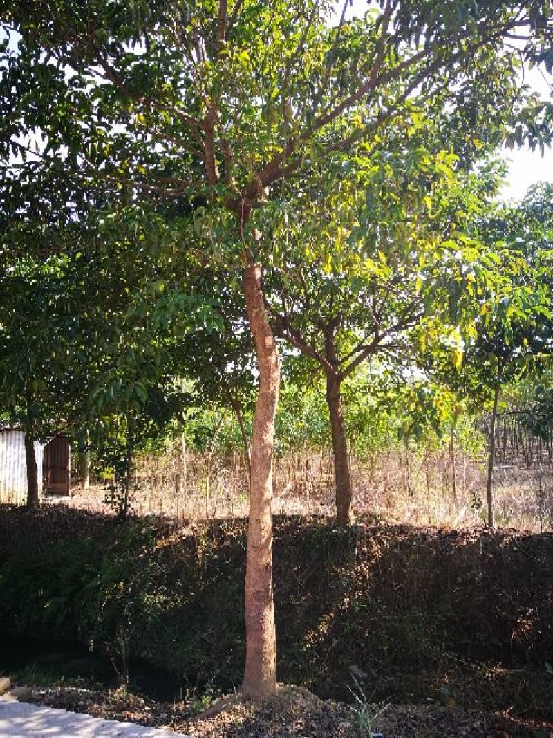 秋枫261~300cm