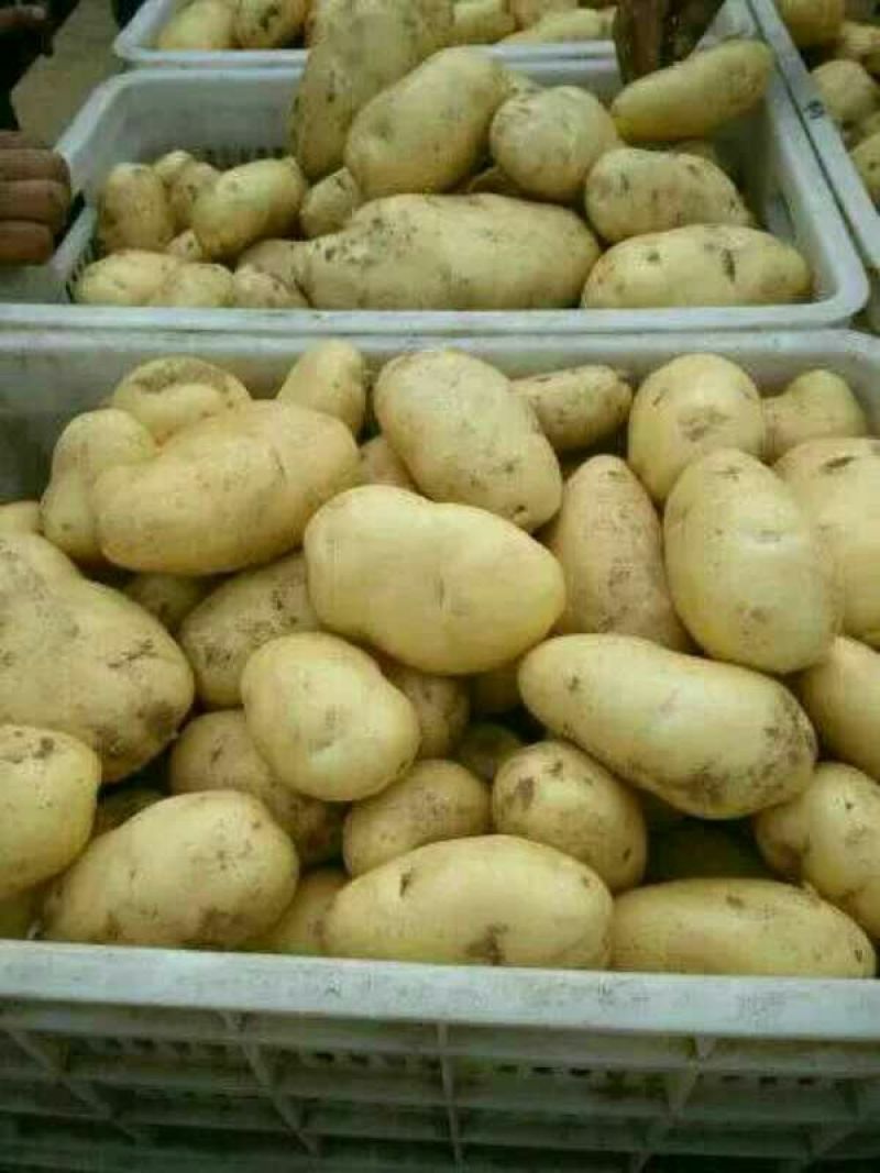 山东土豆，荷兰十五土豆产地直销，袋装，箱装，