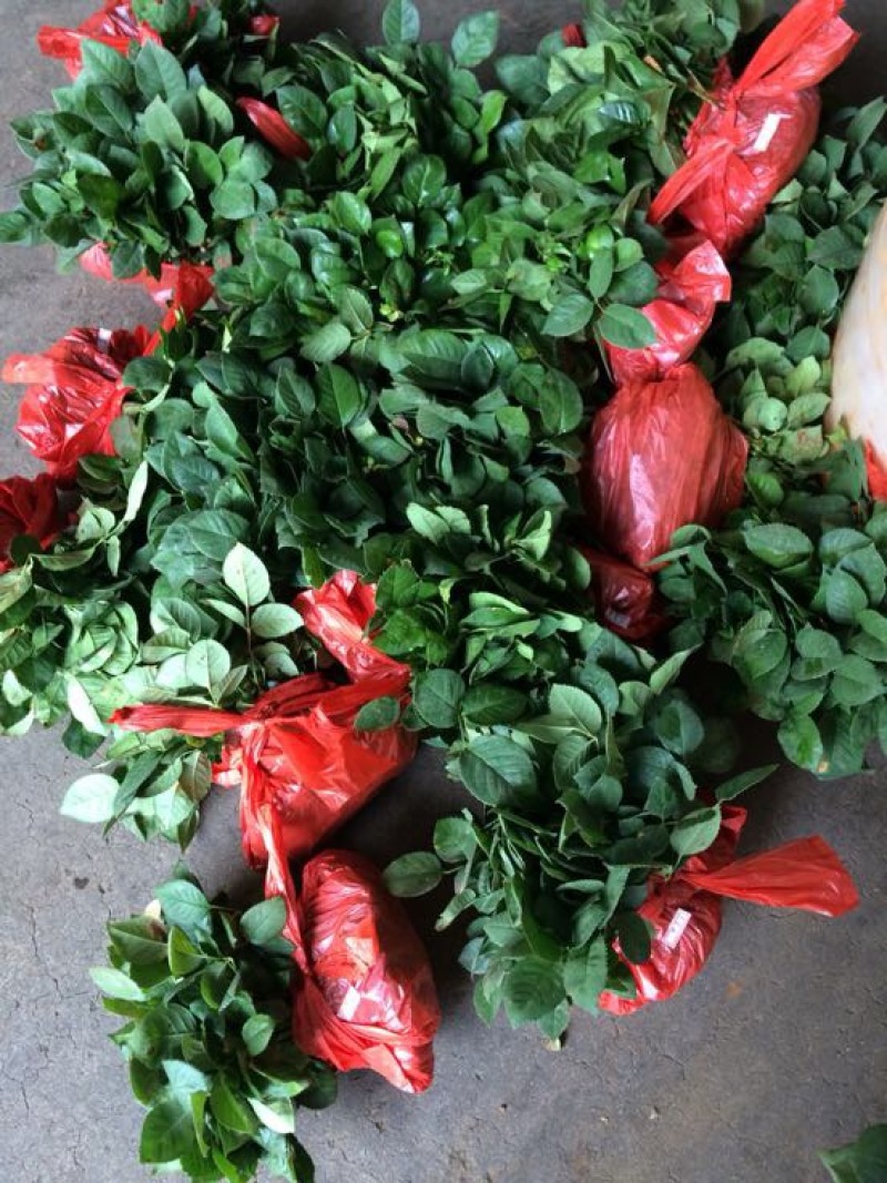 云南昆明斗南大花月季花苗庭院阳台绿植花卉种苗四季开花