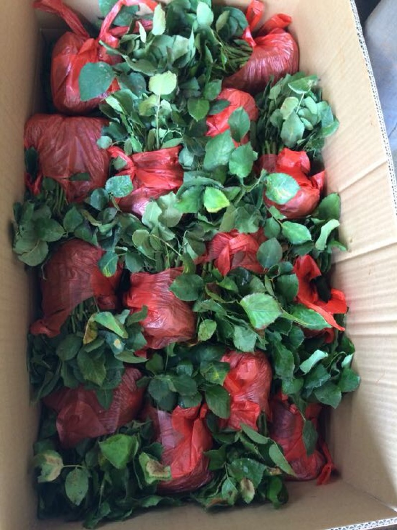 云南昆明斗南大花月季花苗庭院阳台绿植花卉种苗四季开花