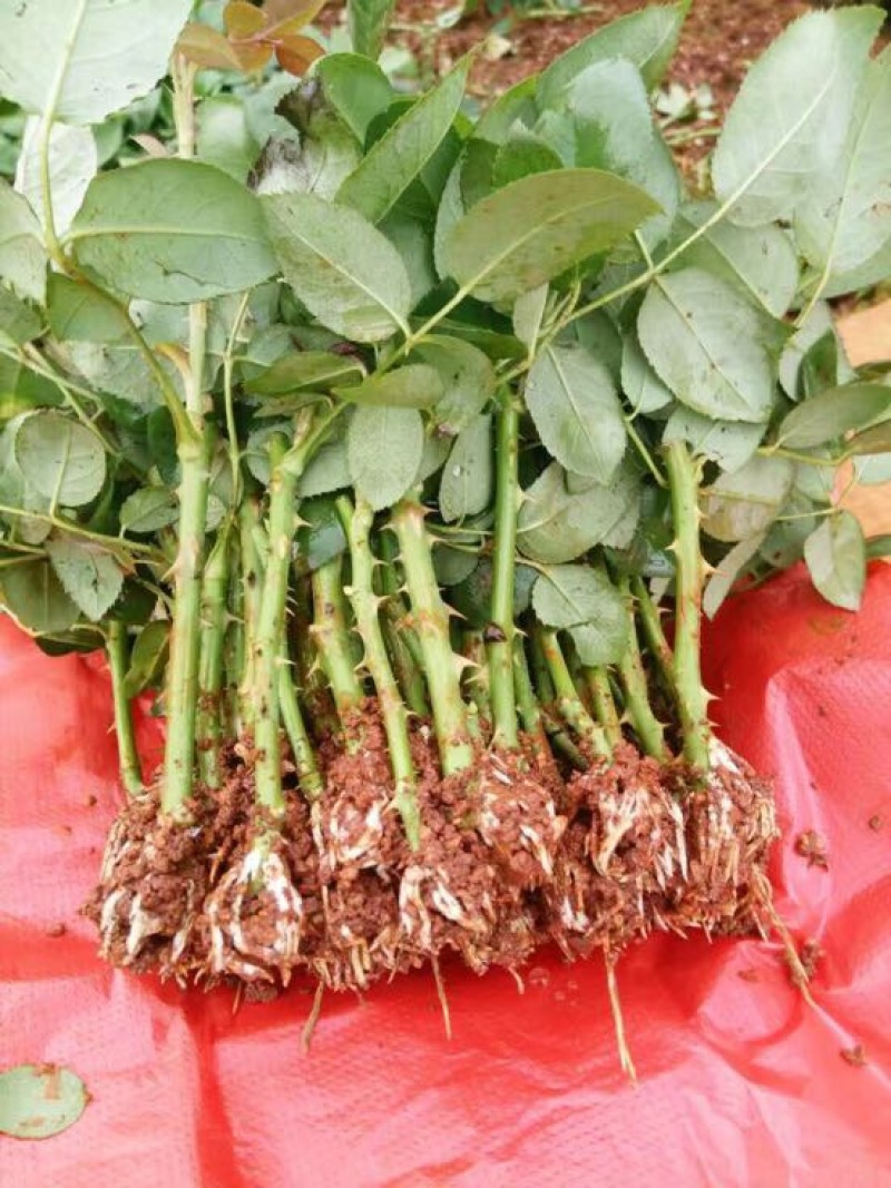 云南昆明斗南大花月季花苗庭院阳台绿植花卉种苗四季开花
