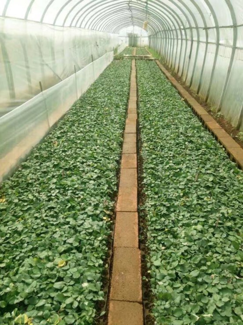 云南昆明斗南大花月季花苗庭院阳台绿植花卉种苗四季开花