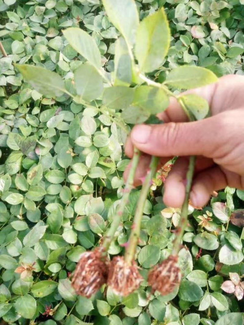 云南昆明斗南大花月季花苗庭院阳台绿植花卉种苗四季开花