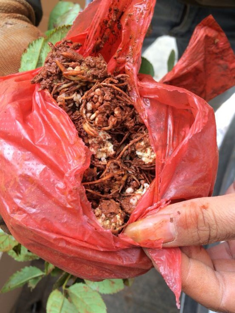 云南昆明斗南大花月季花苗庭院阳台绿植花卉种苗四季开花