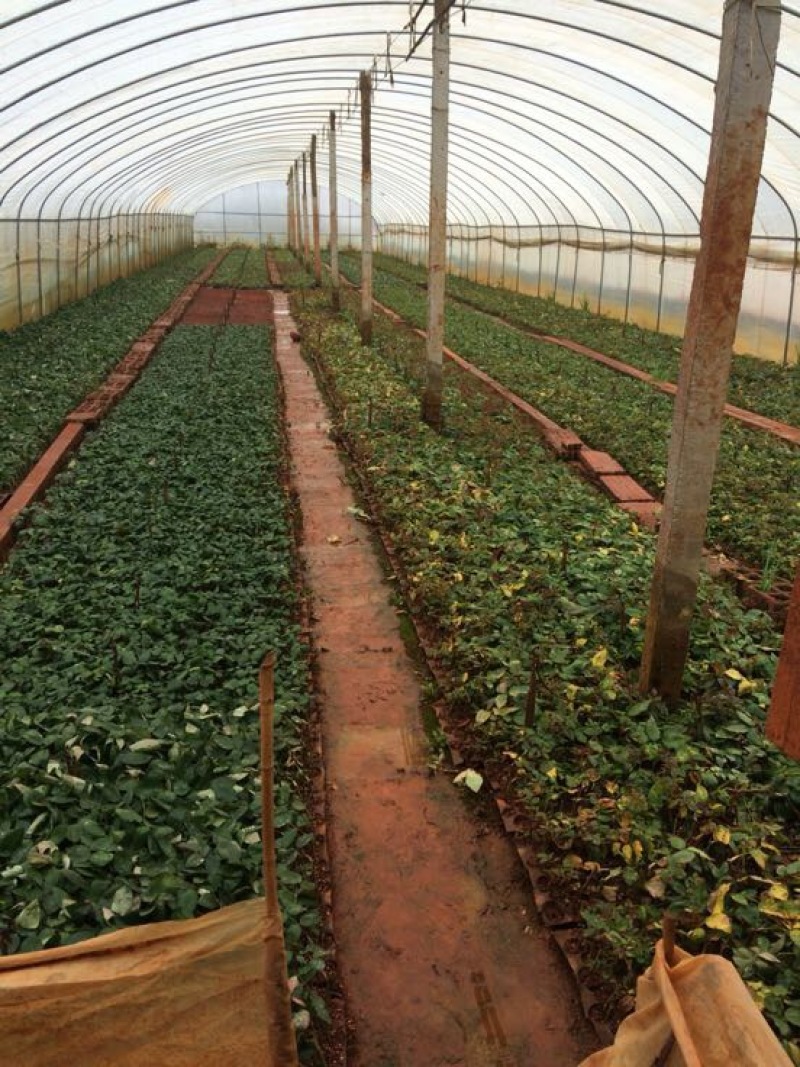 云南昆明斗南大花月季花苗庭院阳台绿植花卉种苗四季开花