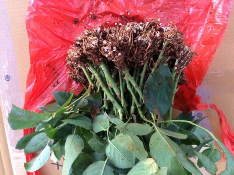 云南昆明斗南大花月季花苗庭院阳台绿植花卉种苗四季开花