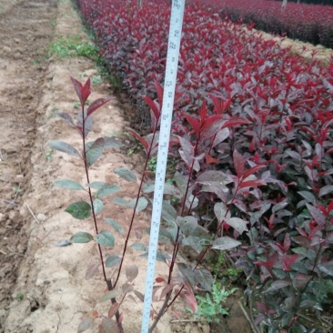 紫叶矮樱2cm以下50~80cm