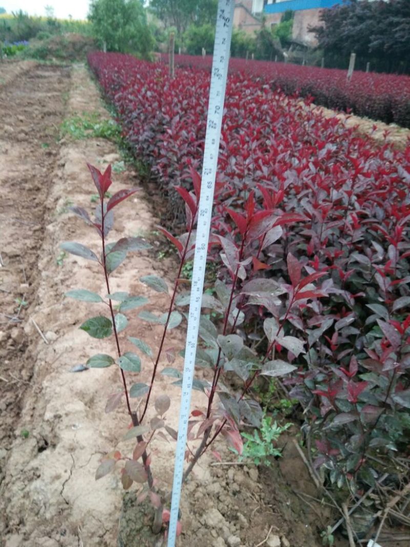 紫叶矮樱2cm以下50~80cm