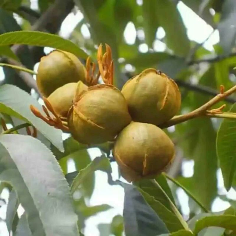 鲜核桃仁奶油口味