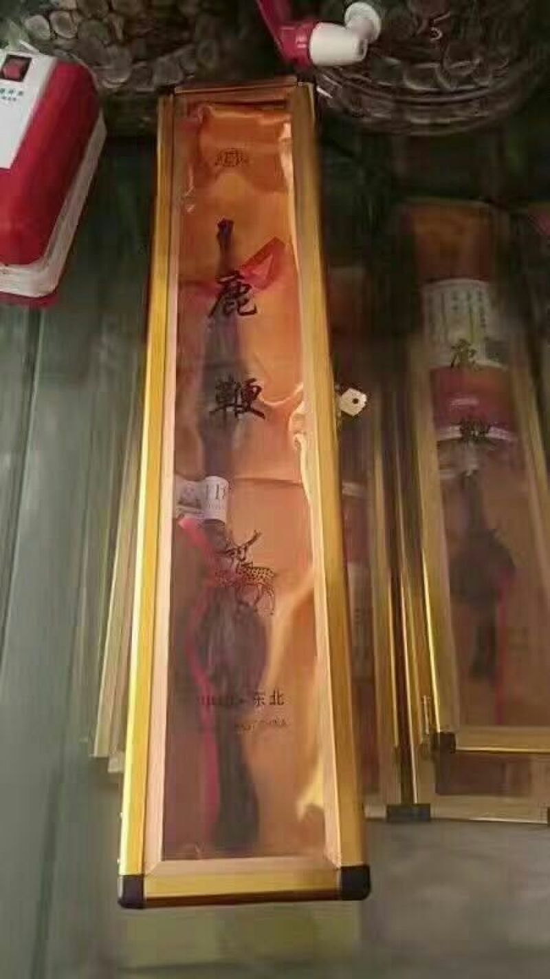 鹿鞭梅花鹿较广