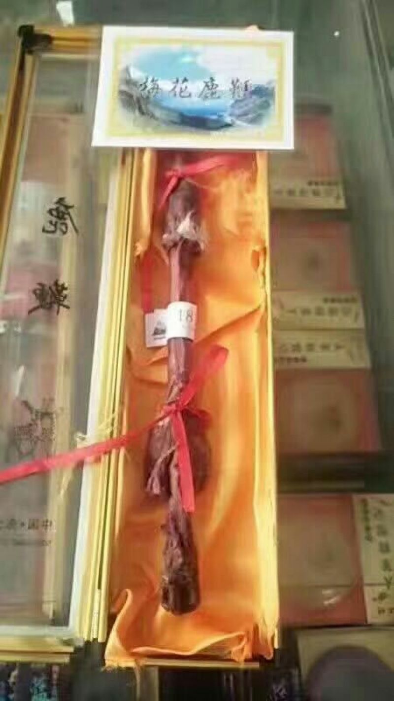 鹿鞭梅花鹿较广