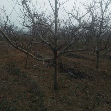 山楂树10~12cm2.5~3米