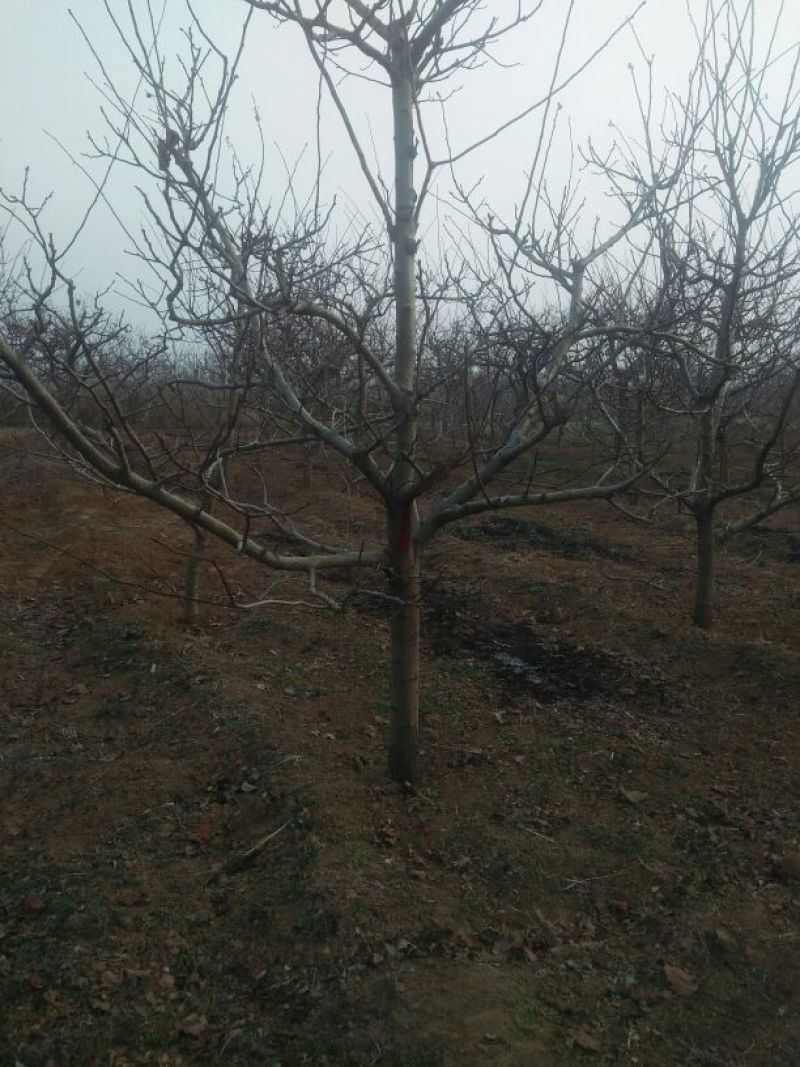 山楂树10~12cm2.5~3米
