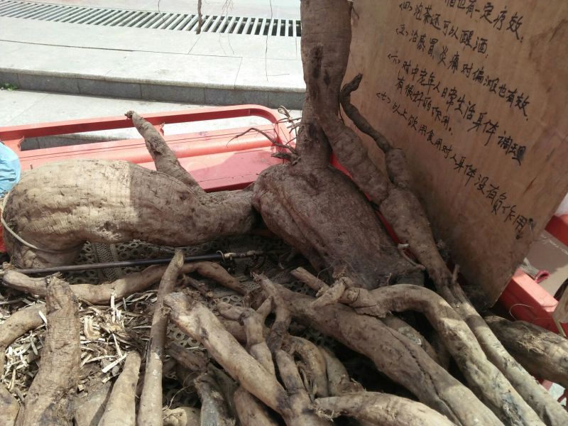葛根药用
