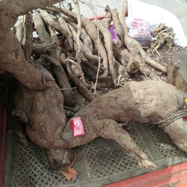 葛根药用