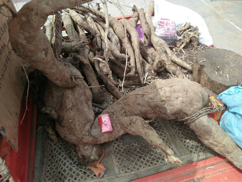 葛根药用