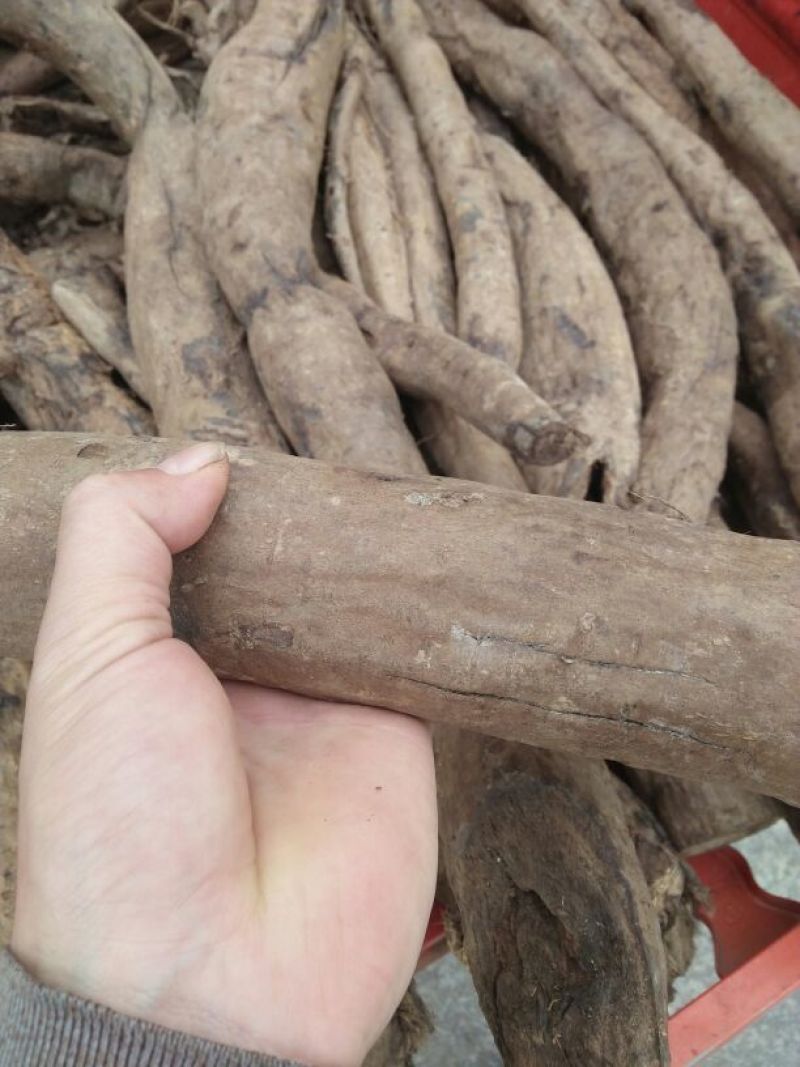 葛根药用