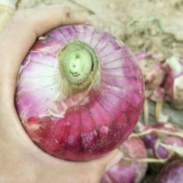 洋葱6~8厘米
