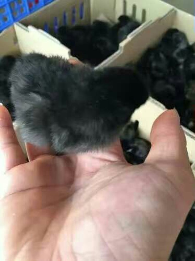 绿壳蛋鸡苗35~45克出壳苗通货
