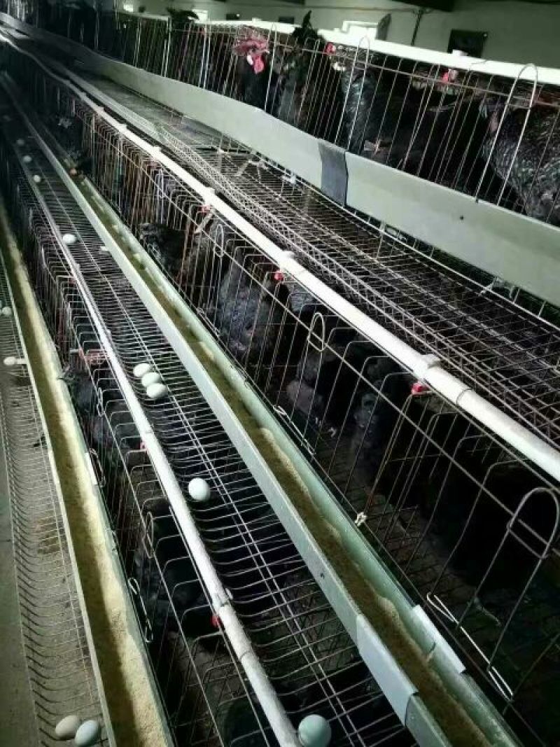 绿壳蛋鸡苗35~45克出壳苗通货