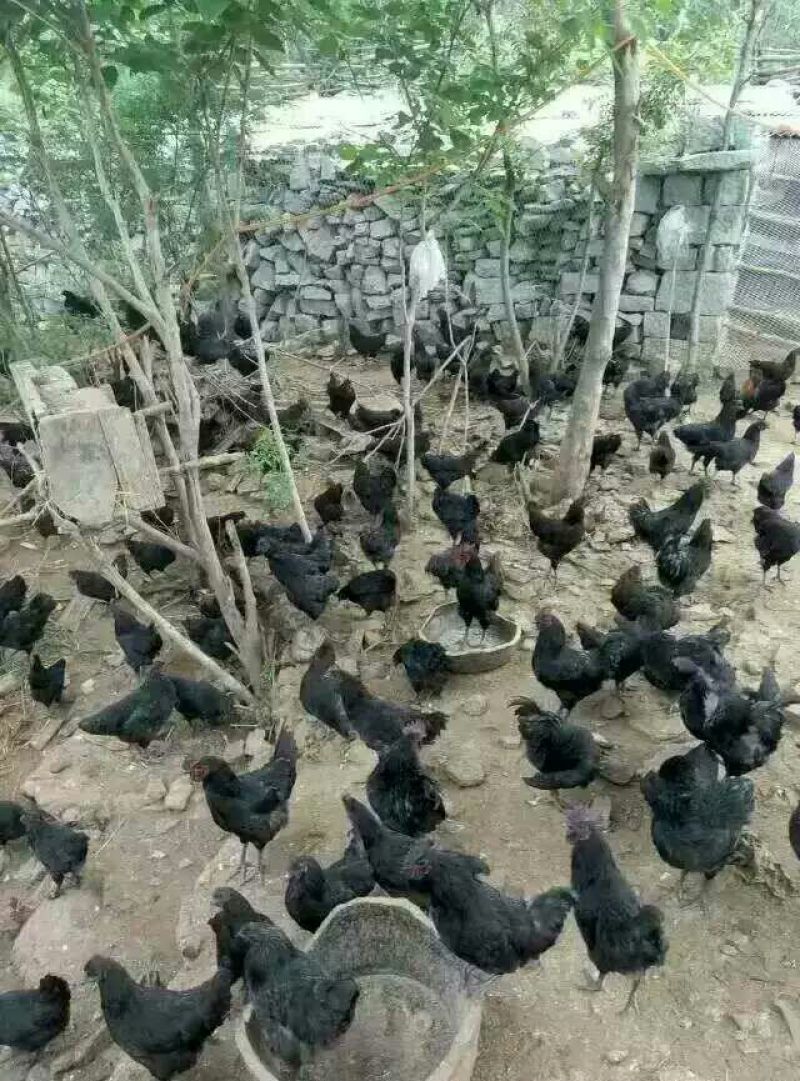 绿壳蛋鸡苗35~45克出壳苗通货