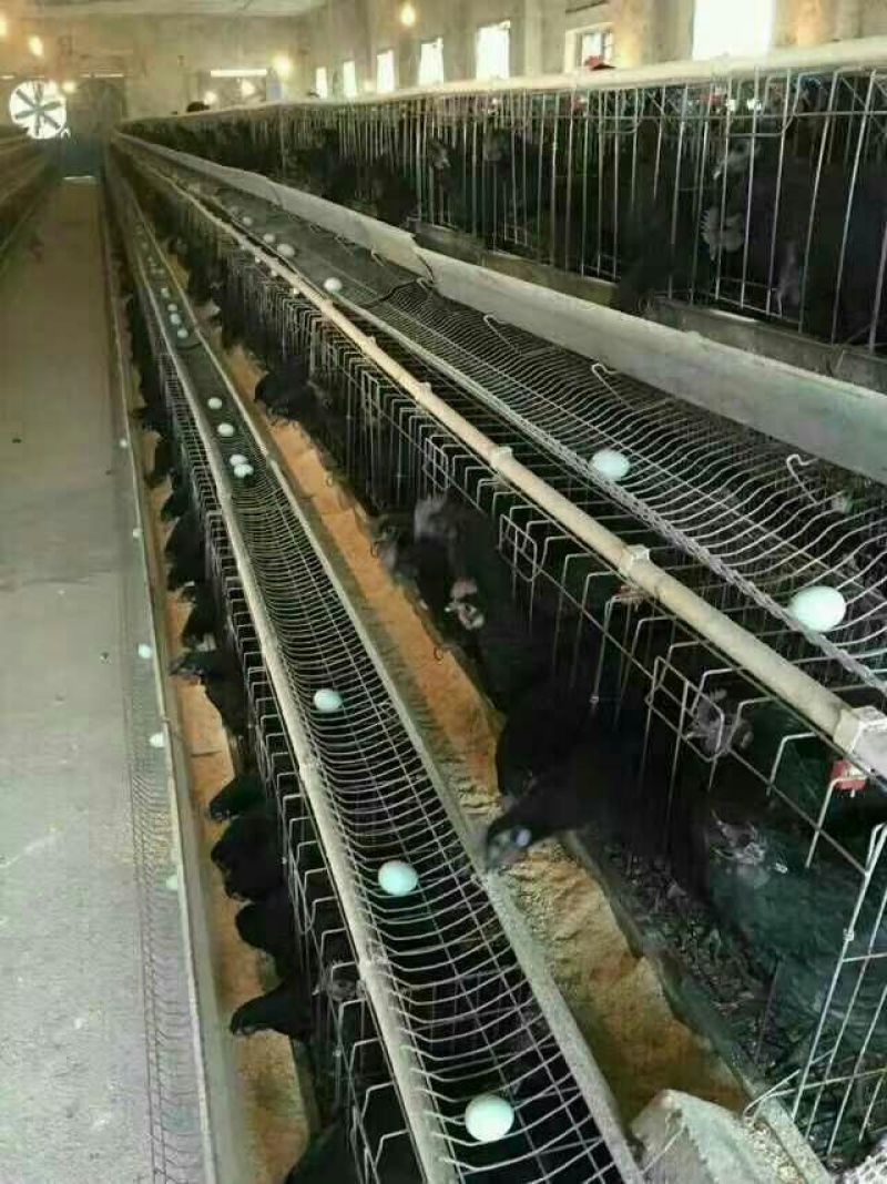 绿壳蛋鸡苗35~45克出壳苗通货