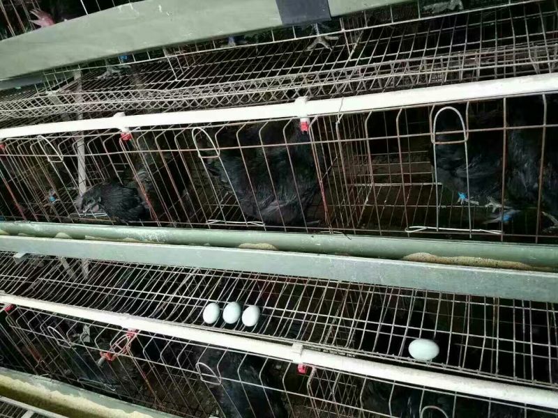 绿壳蛋鸡苗35~45克出壳苗通货