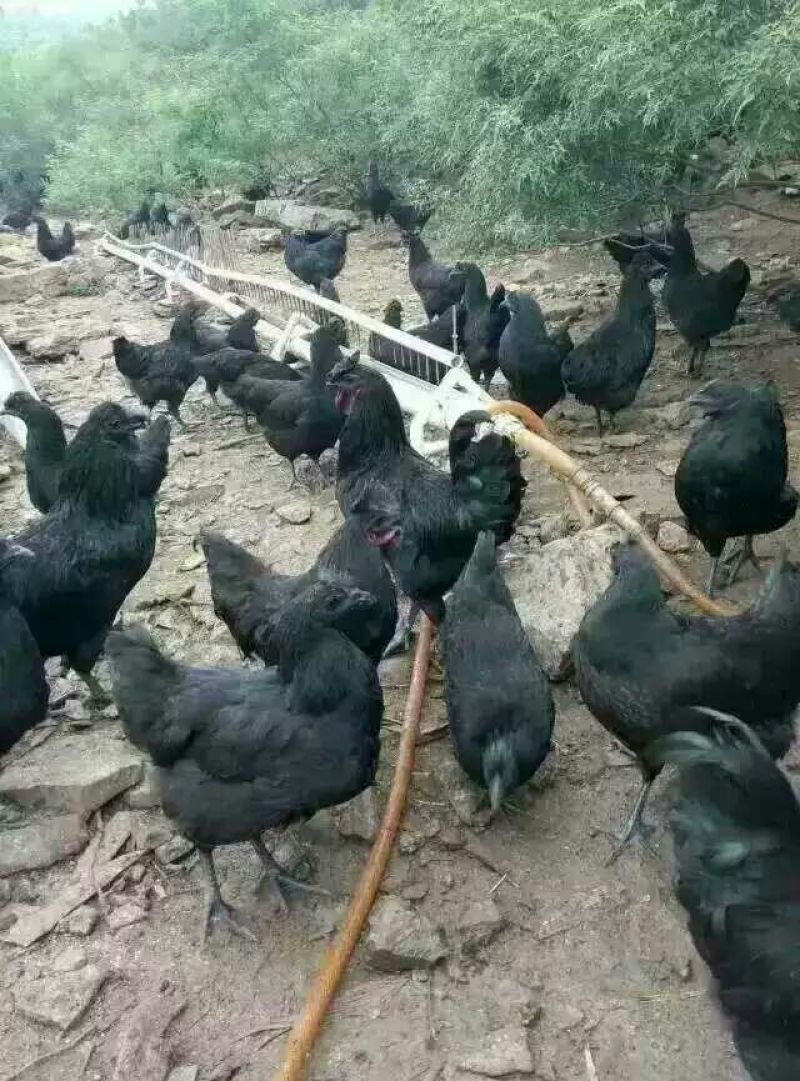 绿壳蛋鸡苗35~45克出壳苗通货