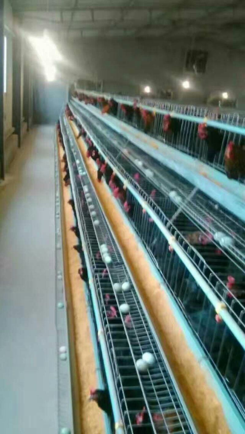 绿壳蛋鸡苗35~45克出壳苗通货