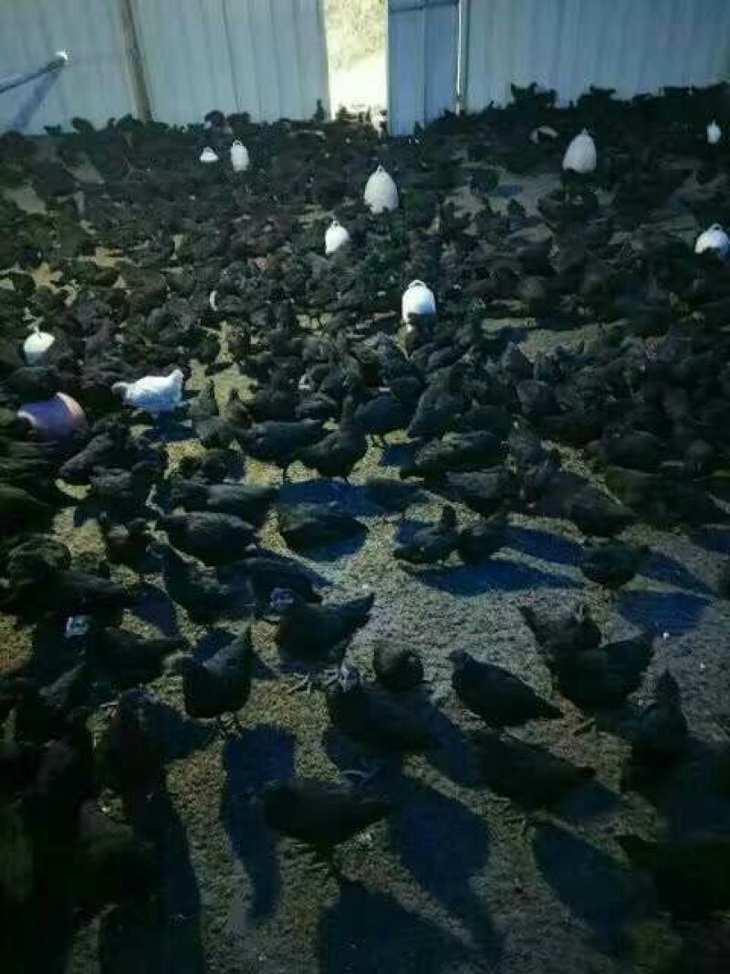 绿壳蛋鸡苗35~45克出壳苗通货